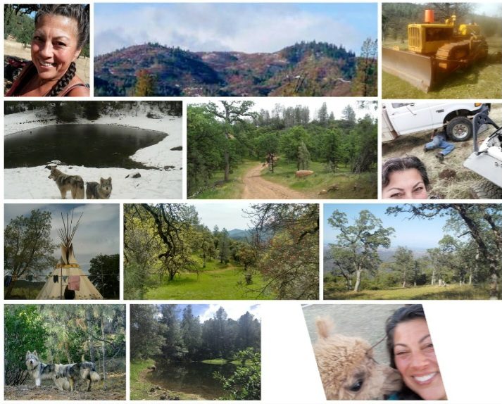 A collage of Ranch life: hills, ponds, trails, a teepee, dogs, and an alpaca